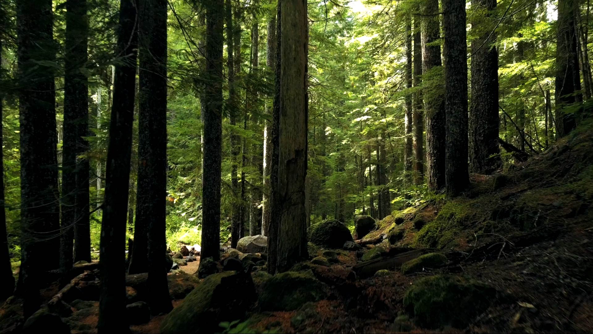 Fábrica de palets de madera