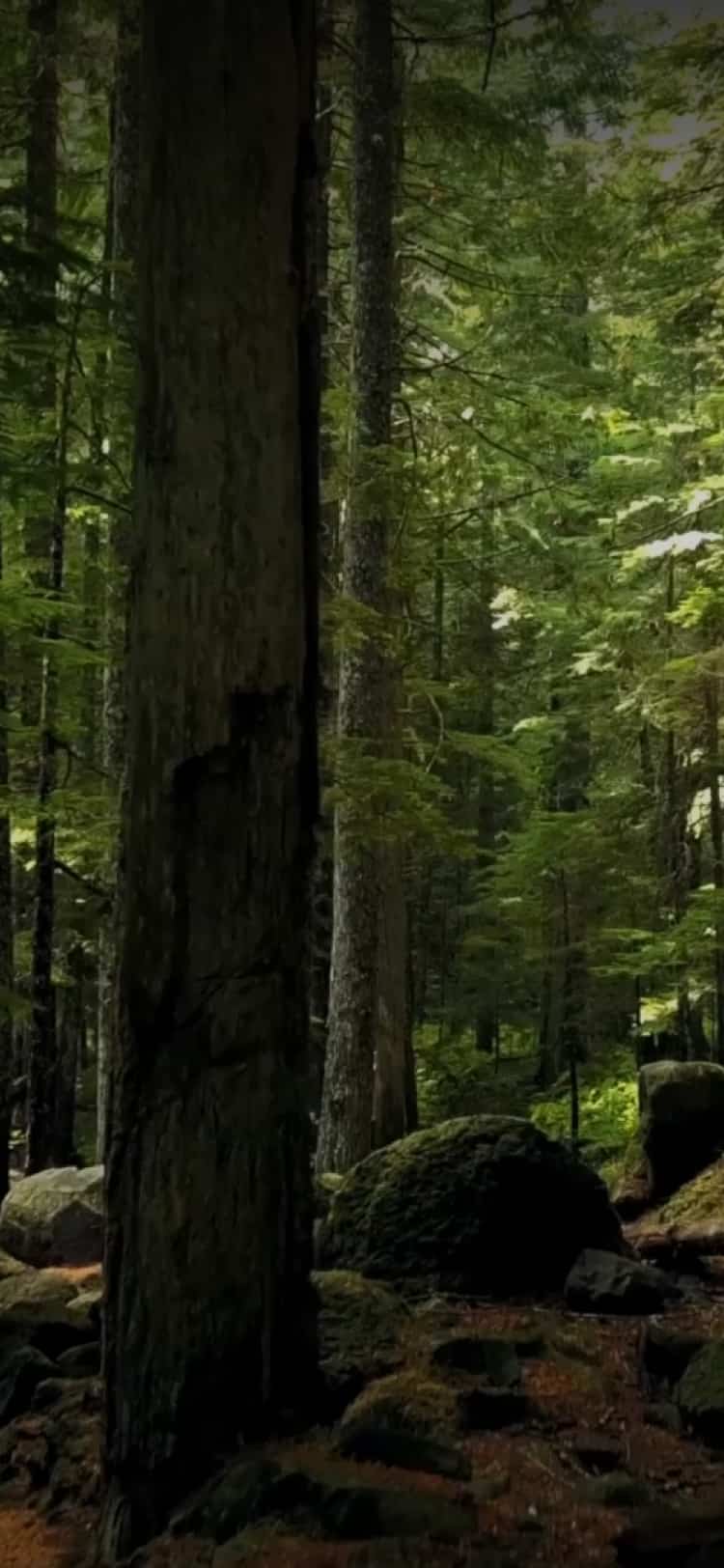 Fábrica de palets de madera